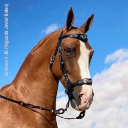 Portuguese bridle cortezia buckles