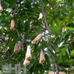 Champú Leovet SOS anti parásitos (acaros y garrapatas)