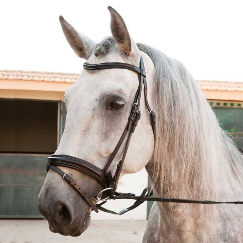 Brida de coiro inglés con banda frontal curvada