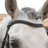 English leather bridle with curved browband